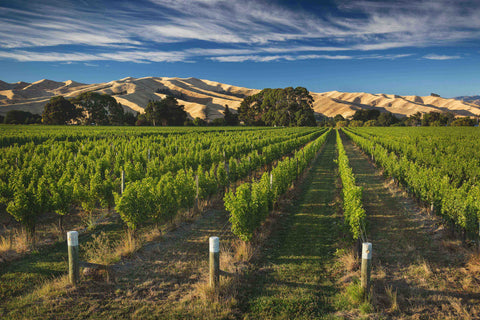 New Zealand Winery of the Year 2024