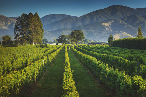 Giesen Group Wins Top Winery Titles at MIWC 2025