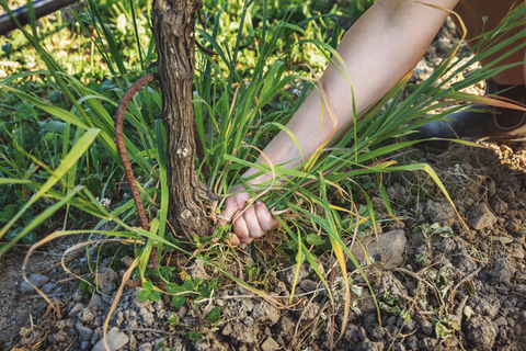 Clayvin vineyard, organic, sustainability, blog posts